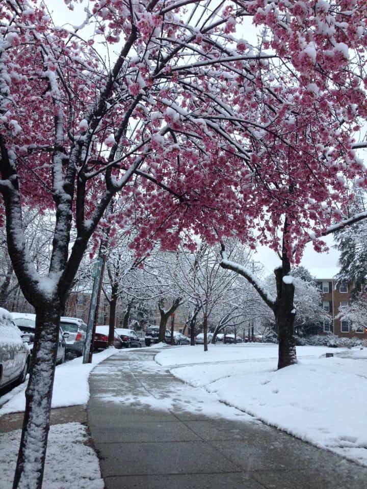 Inverno mite? Primavera con la neve o Estate senza Estate