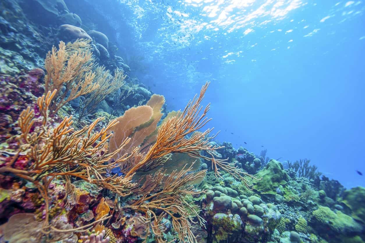 Riscaldamento globale: gli oceani perdono ossigeno