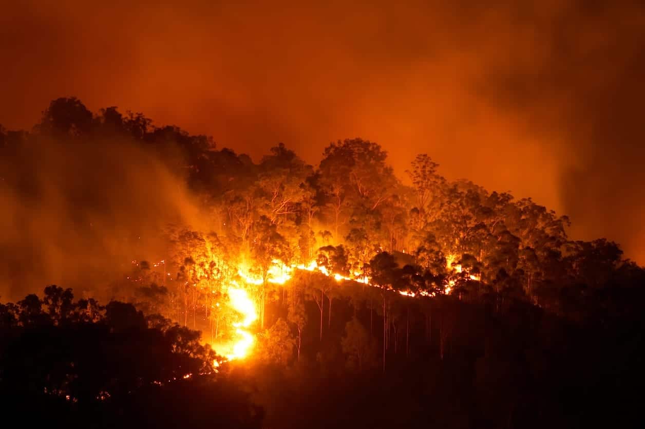 Gli incendi non uccidono il nostro Pianeta
