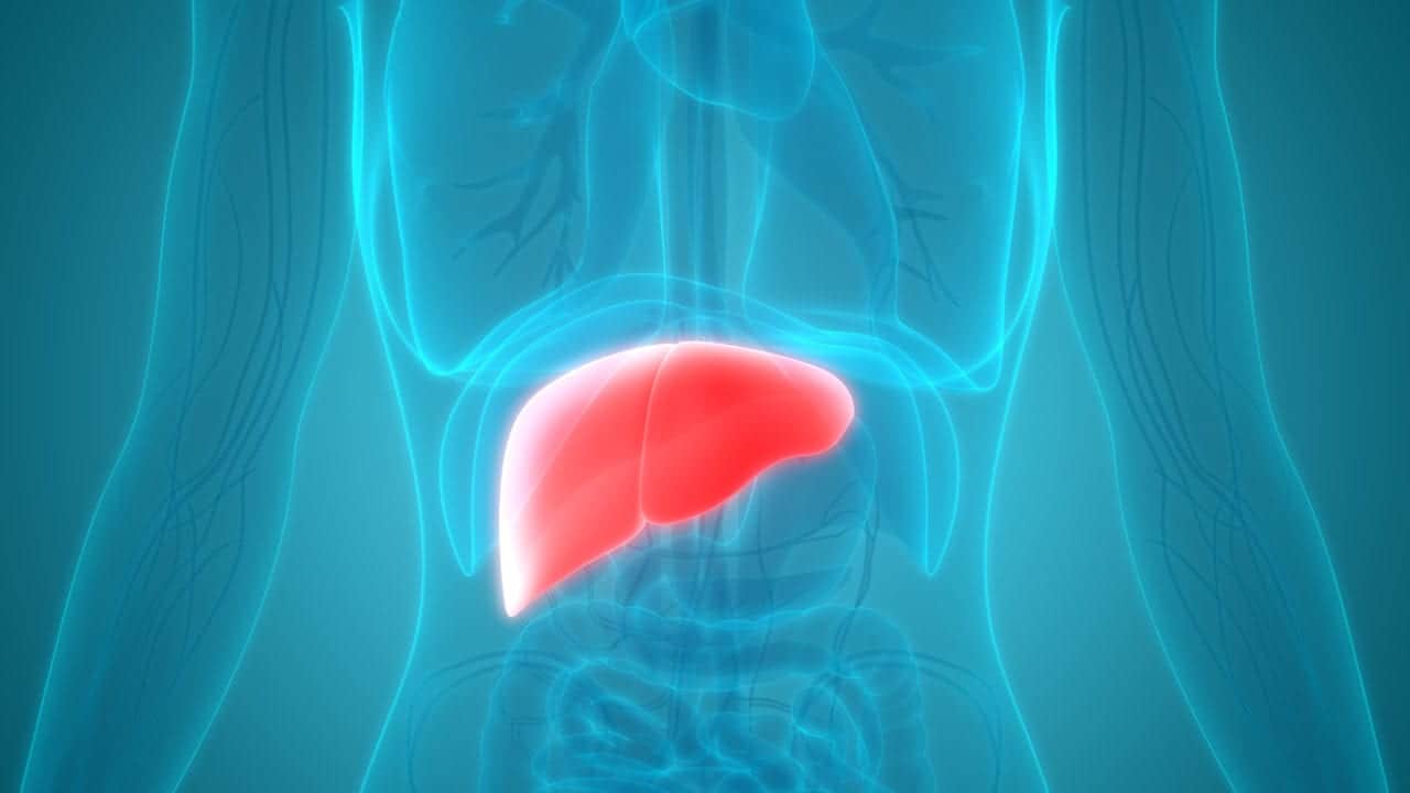 Riparare un fegato fuori dal corpo? Ora si può fare