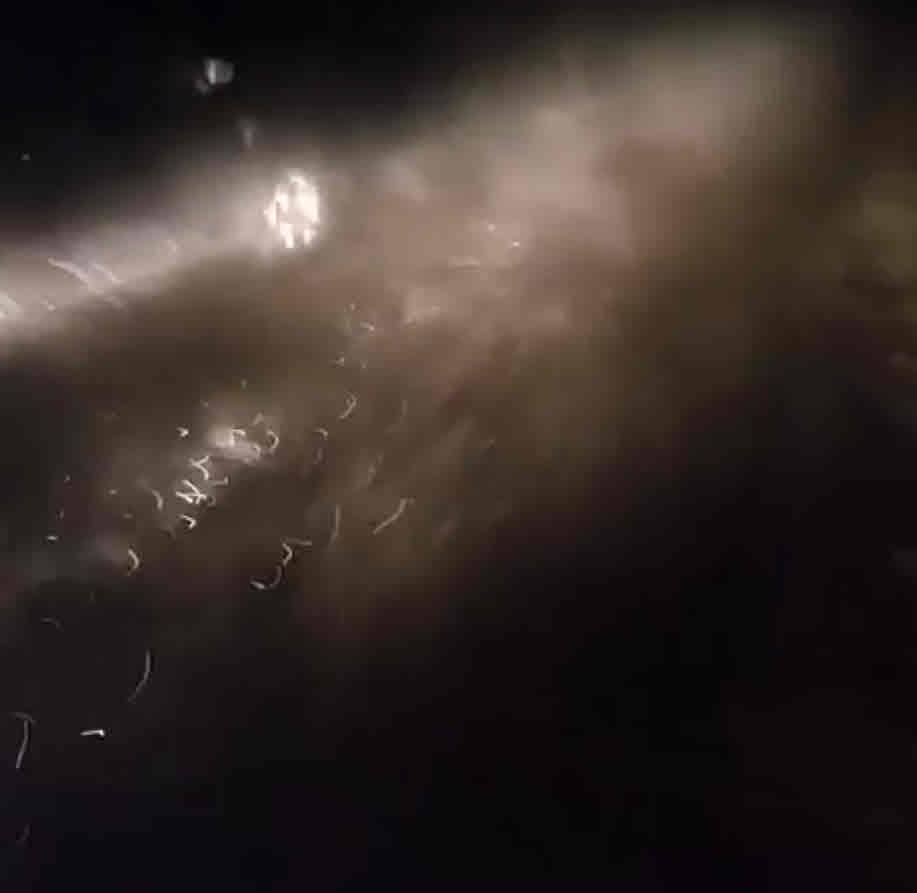 Meteo estremo, vento di Uragano con Neve nel sud della Germania. Video