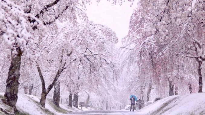 Neve Tokyo: la magia dei fiocchi che si posano sui ciliegi in fiore. VIDEO