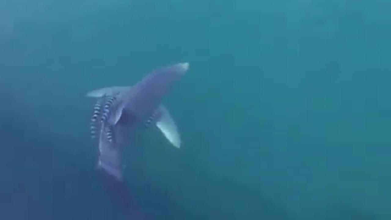 Vacanze Estate 2020 al mare? Spunta SQUALO nel porto di Pozzuoli, il VIDEO