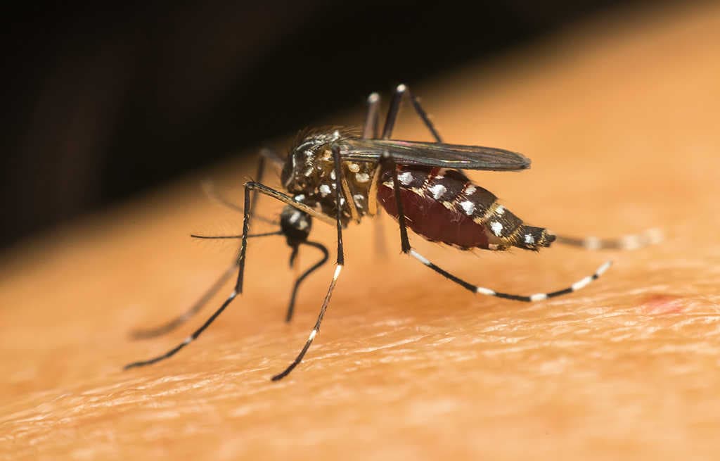 Coronavirus, si va verso il caldo: le zanzare possono trasmettere il virus?