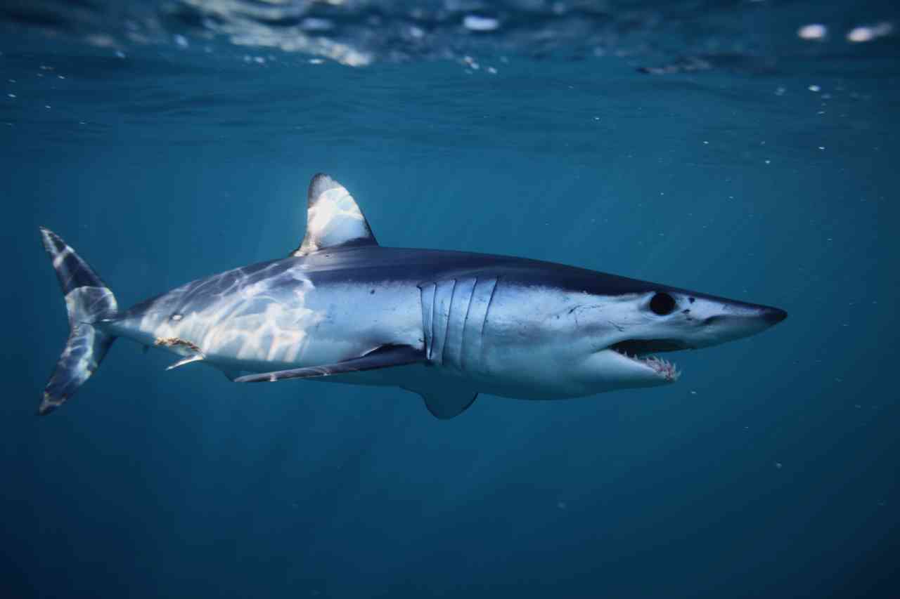 Uno squalo per pesce spada: la vendita illegale a Catania
