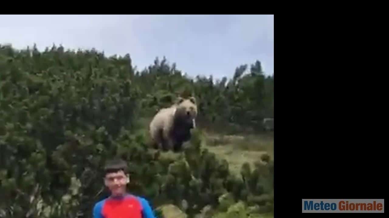 Trentino, bambino seguito da Orso. Video
