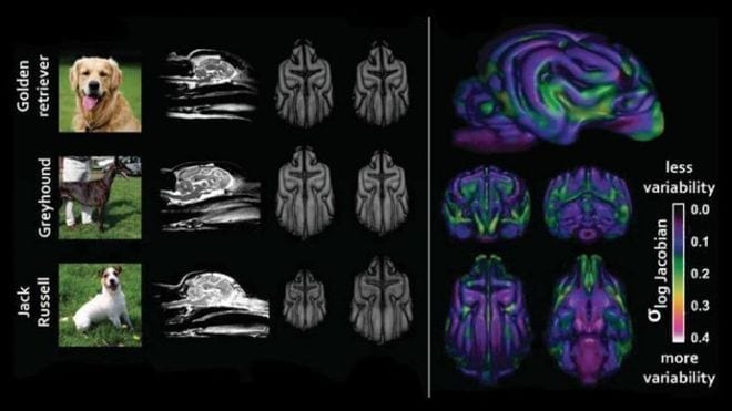 Differenze nelle strutture cerebrali in tre razze di cani a sinistra. A fianco scansioni composite di 33 razze che mostrano le aree che variano di piu © Hecht et al. JNeurosci 2019