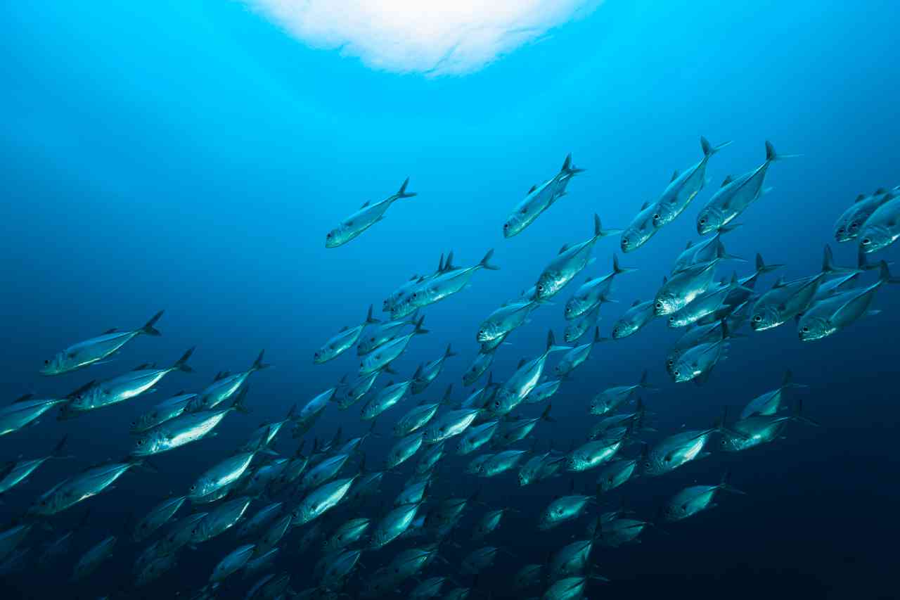 Spopolamento degli oceani: il calore spinge le specie verso i poli