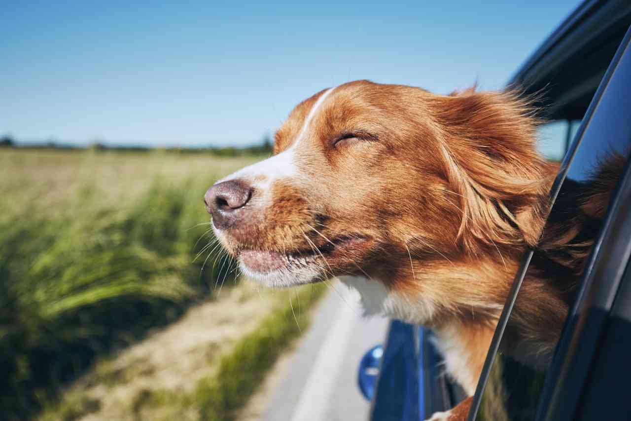 Cervello dei cani è mutato sotto l’influenza l’analisi di Harvard