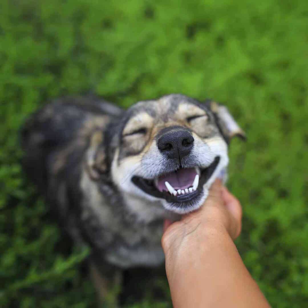 Animali: dove è meglio accarezzare il nostro cane?