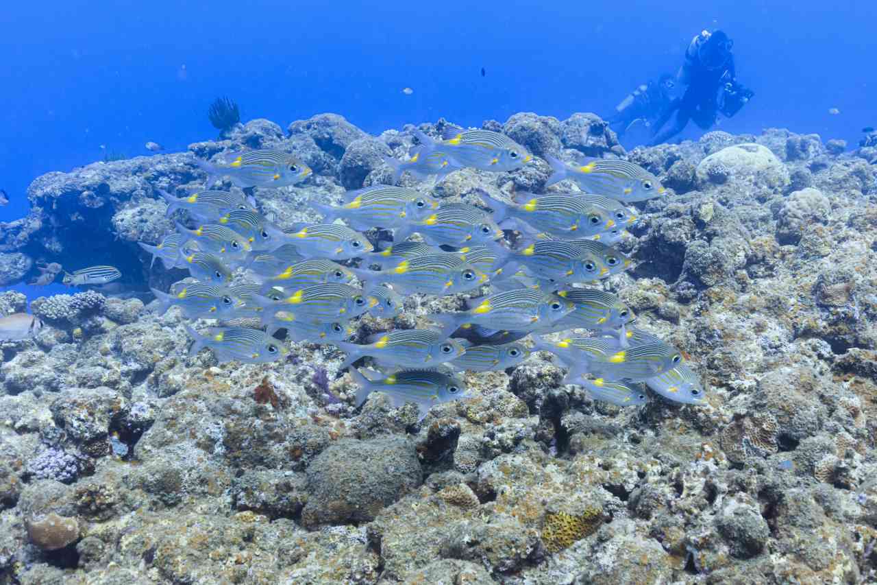Pesce ghiacciolo: l’unico vertebrato in grado di vivere senza emoglobina