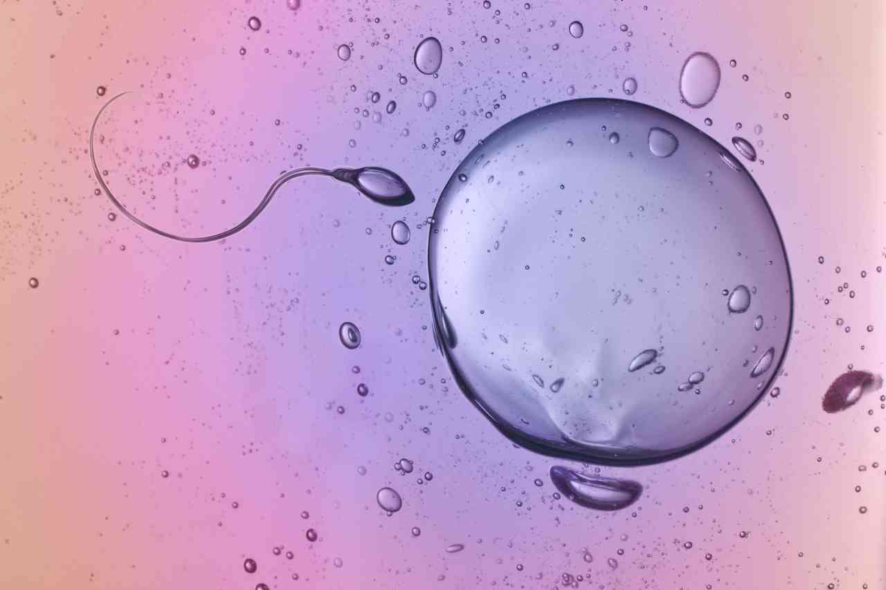Fisiologia e riproduzione: gli ovociti scelgono gli spermatozoi, svolta nella fecondazione assistita