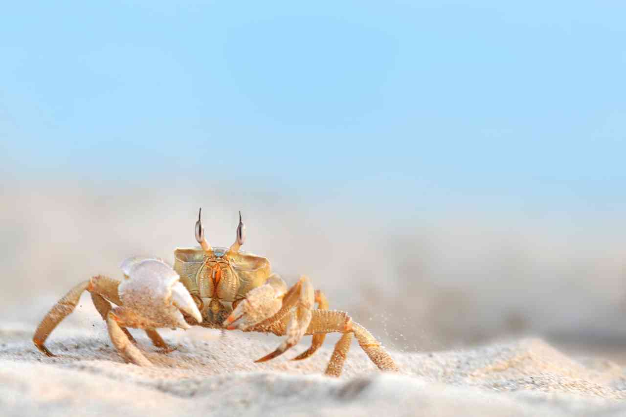A rischio i granchi: si stanno sciogliendo, l’uomo ne è la causa