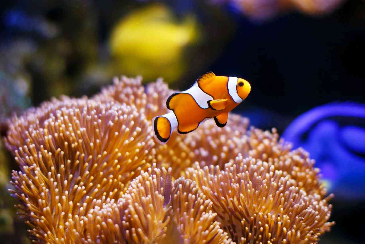 Nemo: l’esemplare vive in acquario per oltre vent’anni