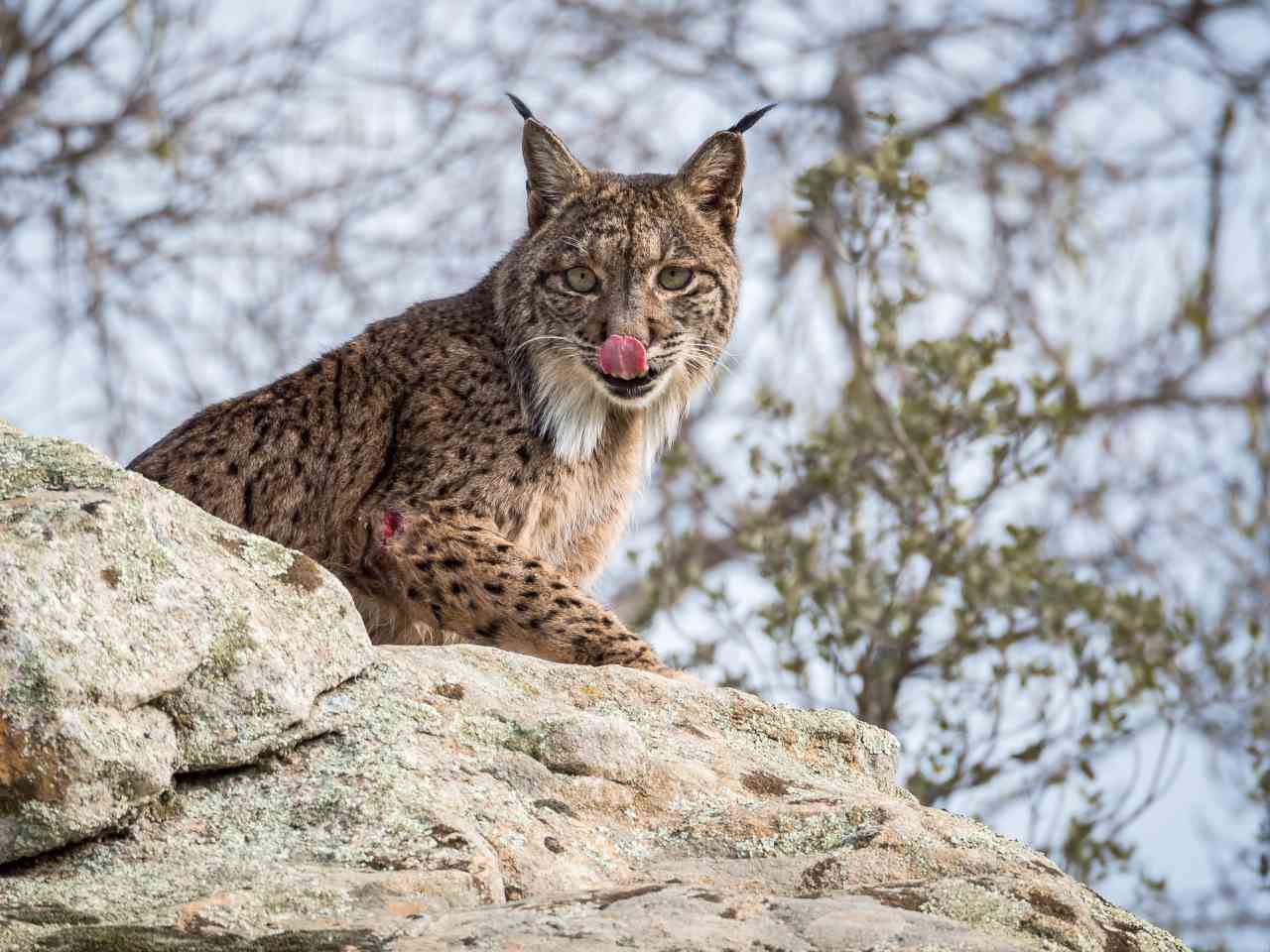 Animali in via di estinzione: la lince pardina si sta estinguendo