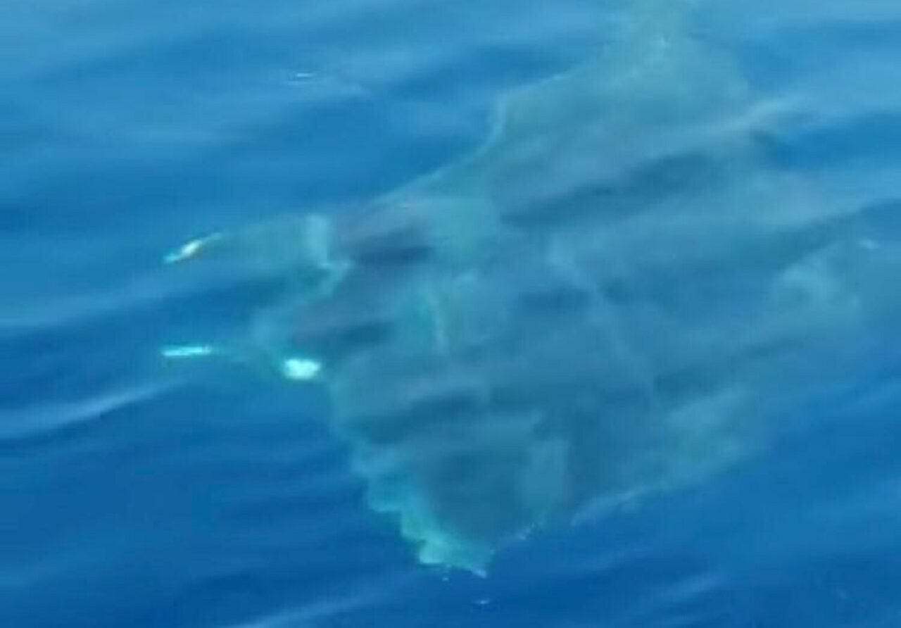 Rarissimo avvistamento di un “Diavolo di Mare” tra Capri e Sorrento. Video