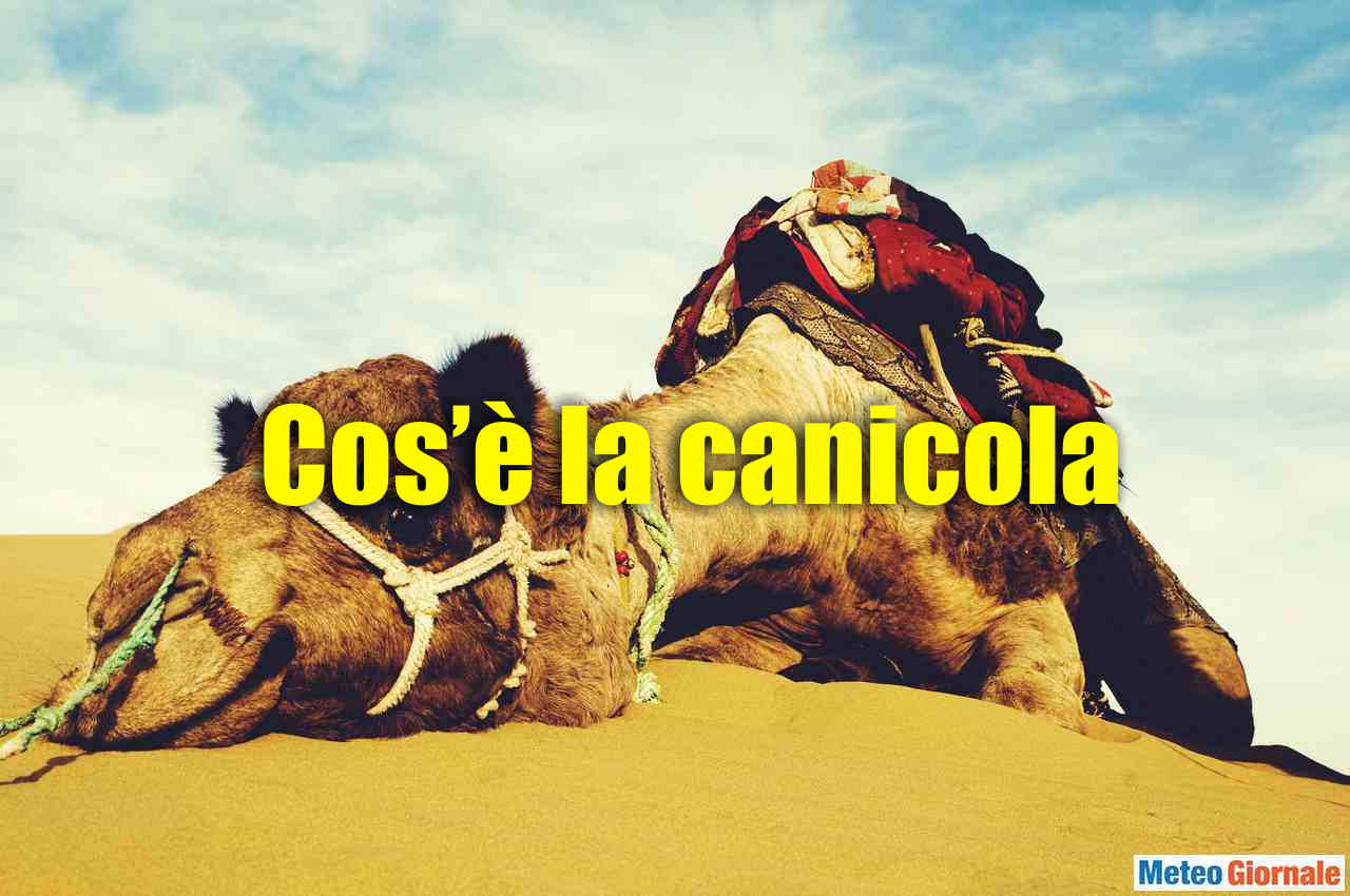 CANICOLA? Ecco di cosa di tratta