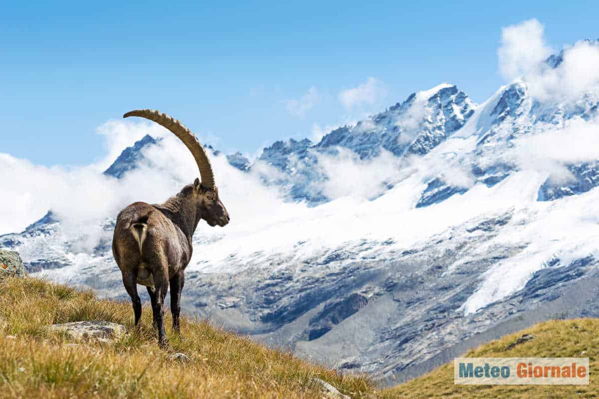 Viaggio nelle Alpi: foto mozzafiato, la natura senza commenti