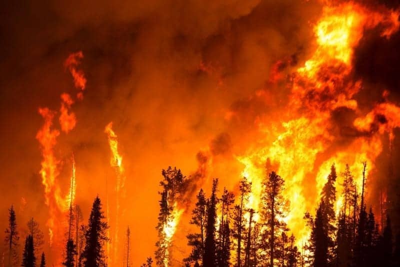 incendio foresta