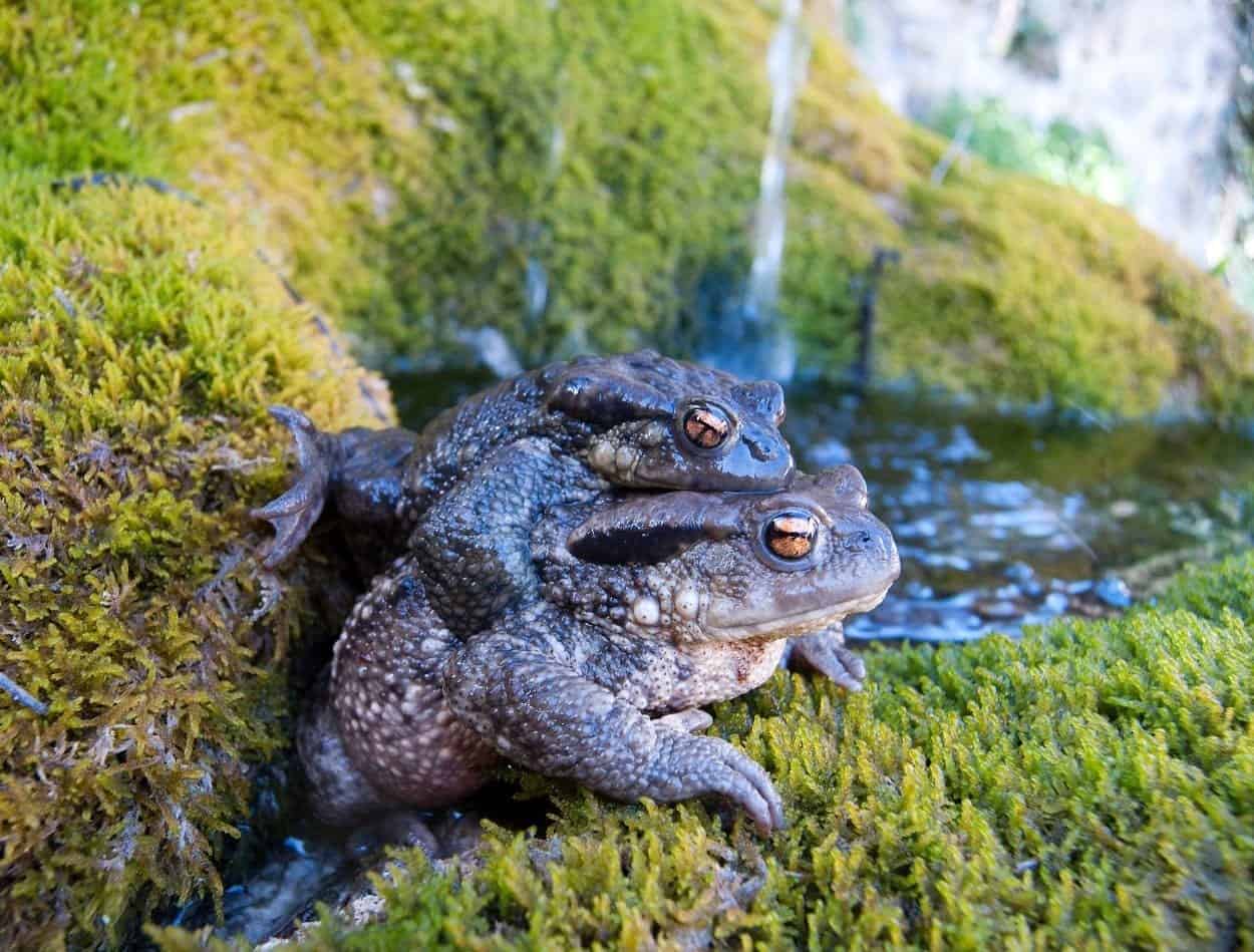 COVID-19 e fauna selvatica: il lockdown ha fatto davvero bene?
