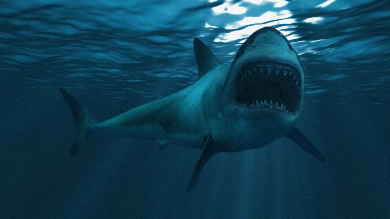 Attacco mortale in Australia: squalo bianco uccide surfista
