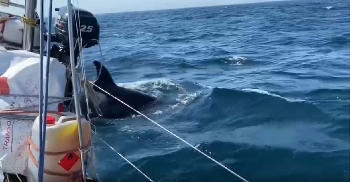 Orche all’attacco tra Gibilterra e la Galizia: gli scienziati sono sconcertati