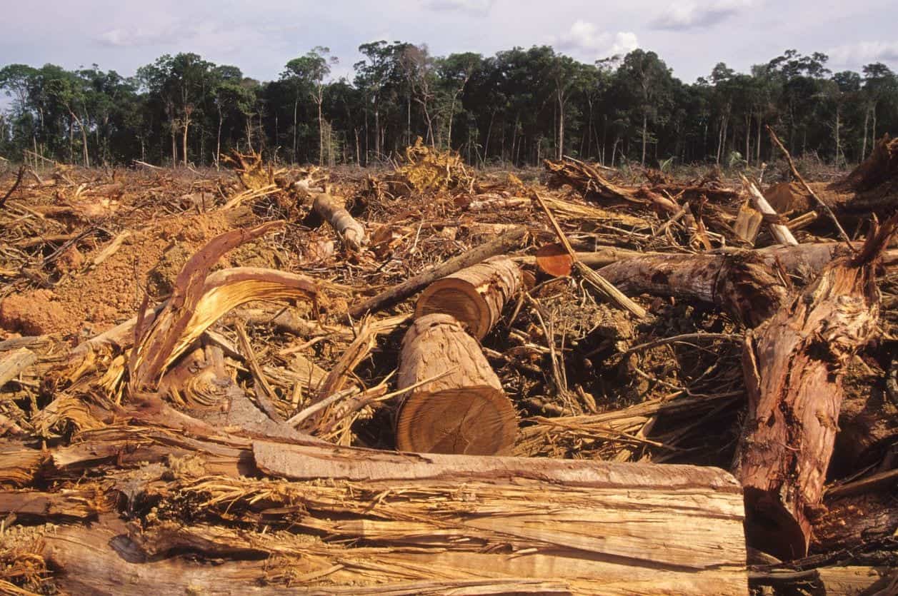 Foresta amazzonica a rischio scomparsa, il 40% è sull’orlo del collasso