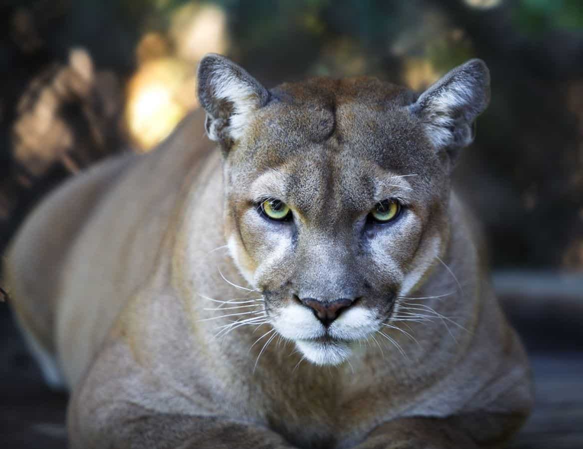 Inseguito da un puma, ecco come va a finire, video thriller