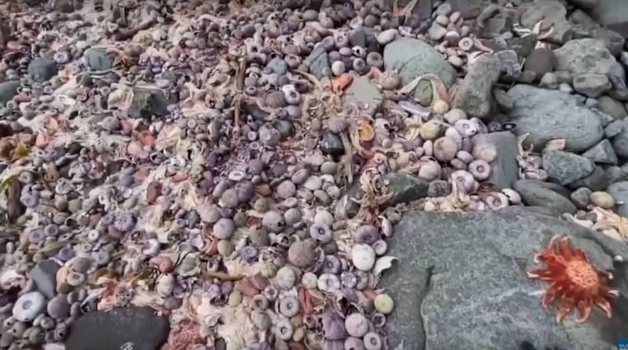 Disastro ambientale in Kamchatka, Greenpeace denuncia la strage di animali marini. Video