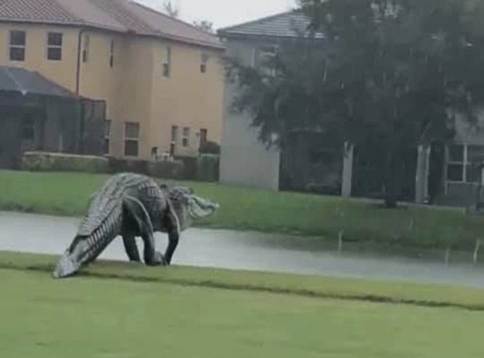 Alligatore gigante passeggia per i campi da golf. Sembra Gozdilla, il video