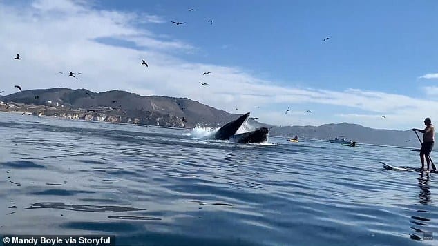 Due ragazze in Kayak finiscono dentro la bocca di Balena.