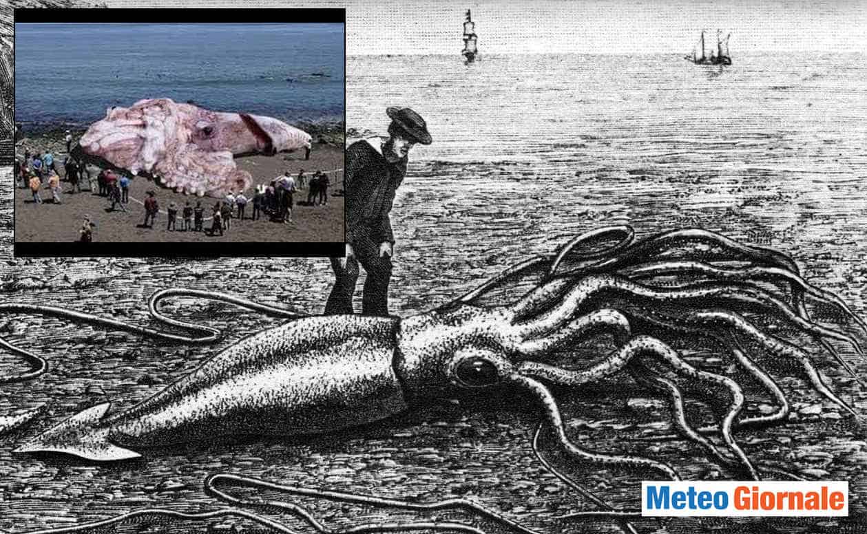 Calamaro Gigante mangia un uomo, attacca sommergibile