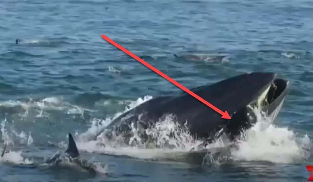 BALENA inghiotte un UOMO in Sud Africa