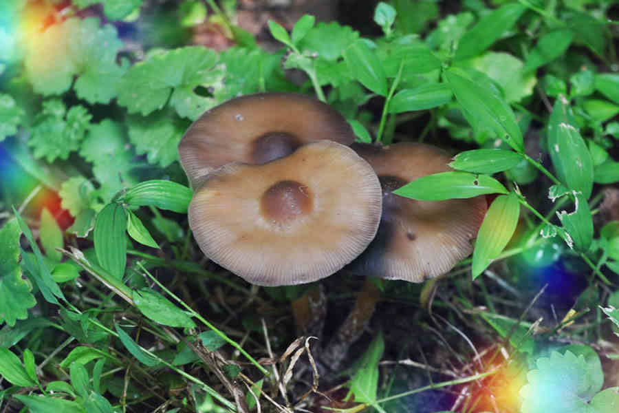 Infuso di funghi, anche se commestibili, stava per uccidere un uomo