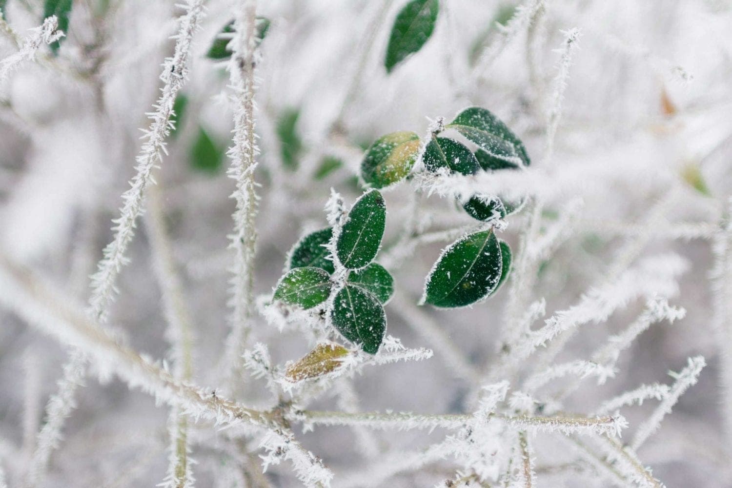 Gelo polare in pieno aprile, temperature eccezionali con picchi record