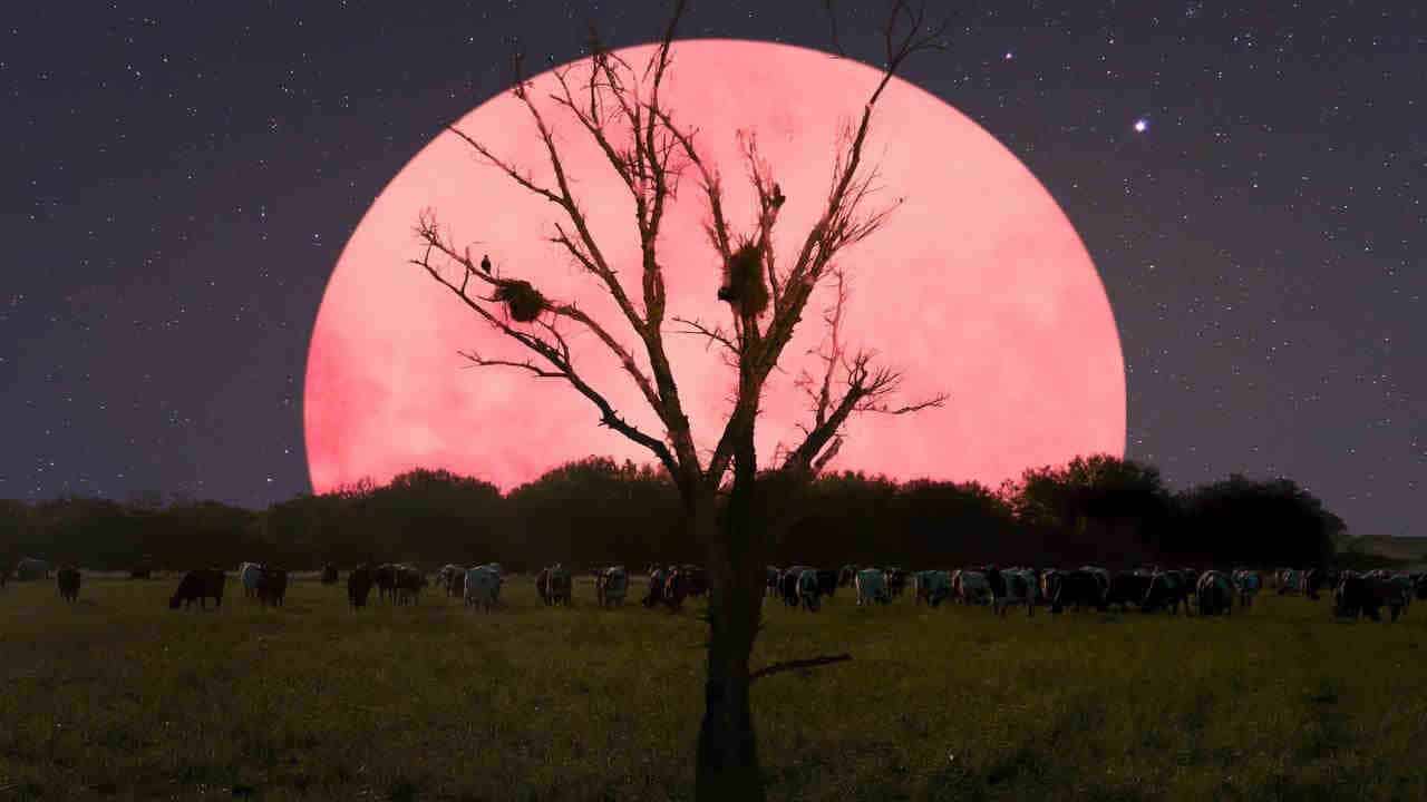 Oggi SUPERLUNA ROSA in arrivo, uno spettacolo