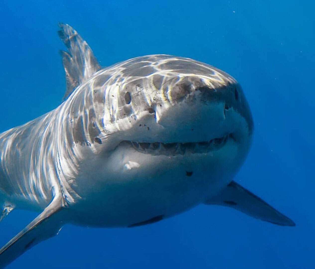Incredibile SQUALO BIANCO avvistato poco al largo della costa della Sicilia