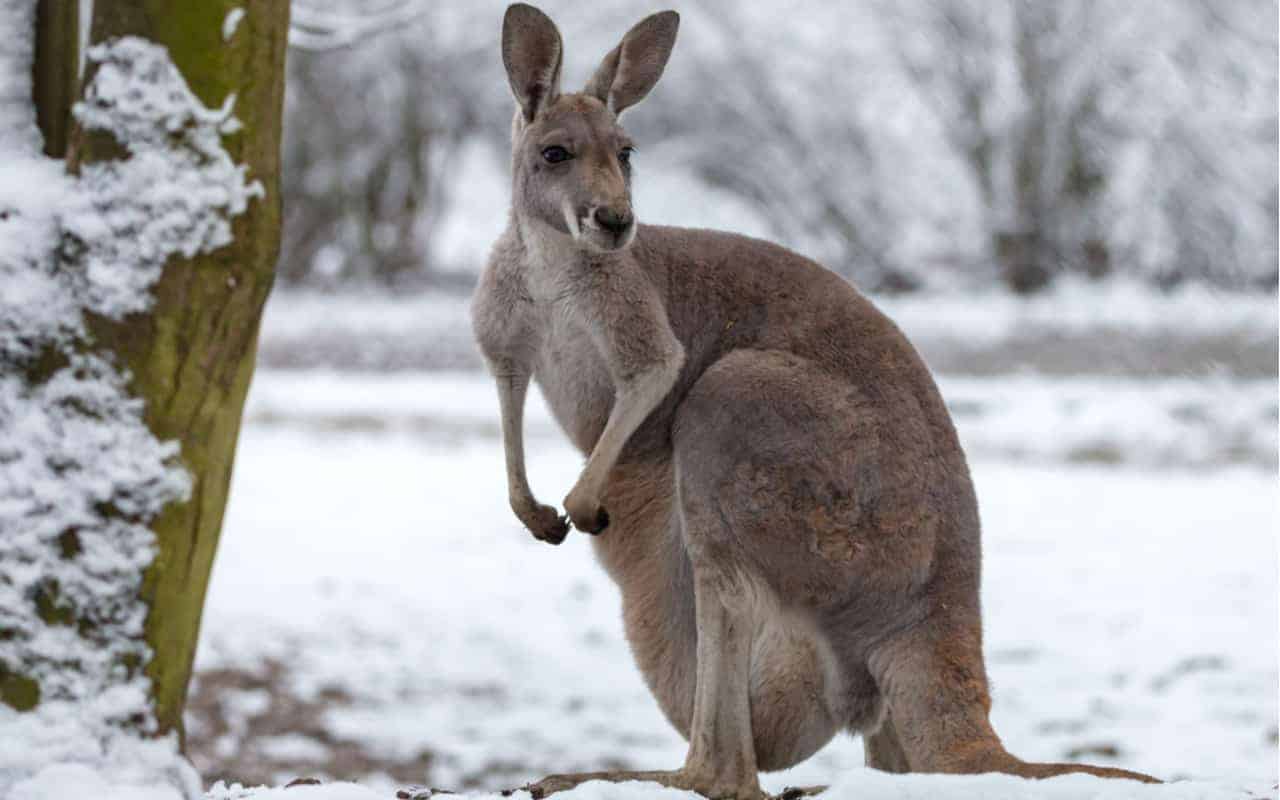 Meteo in Australia, si abbatte un’ondata di freddo anomala. Record