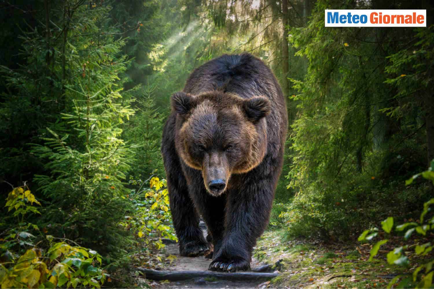 Romania: Orso Artur, il più grande orso d’Europa ucciso per errore