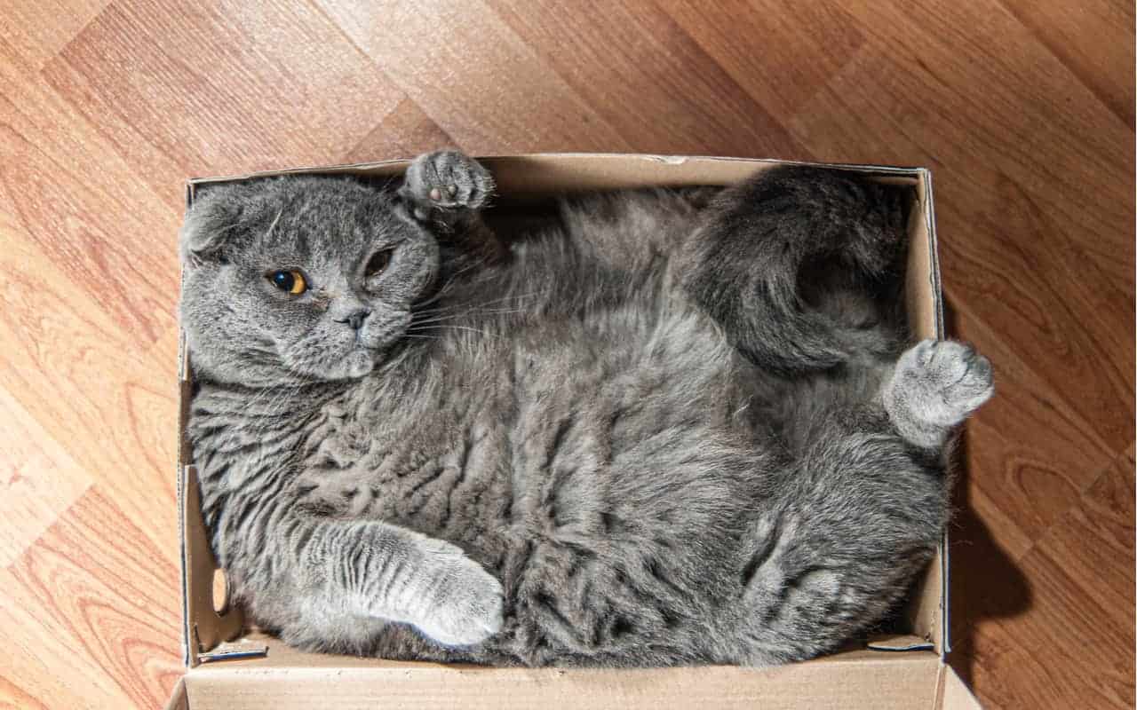 scatola scomoda non per il gatto
