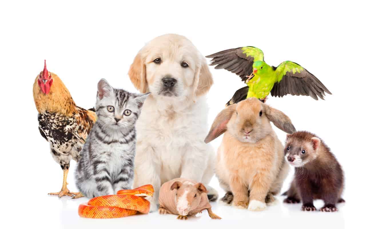 animali domestici