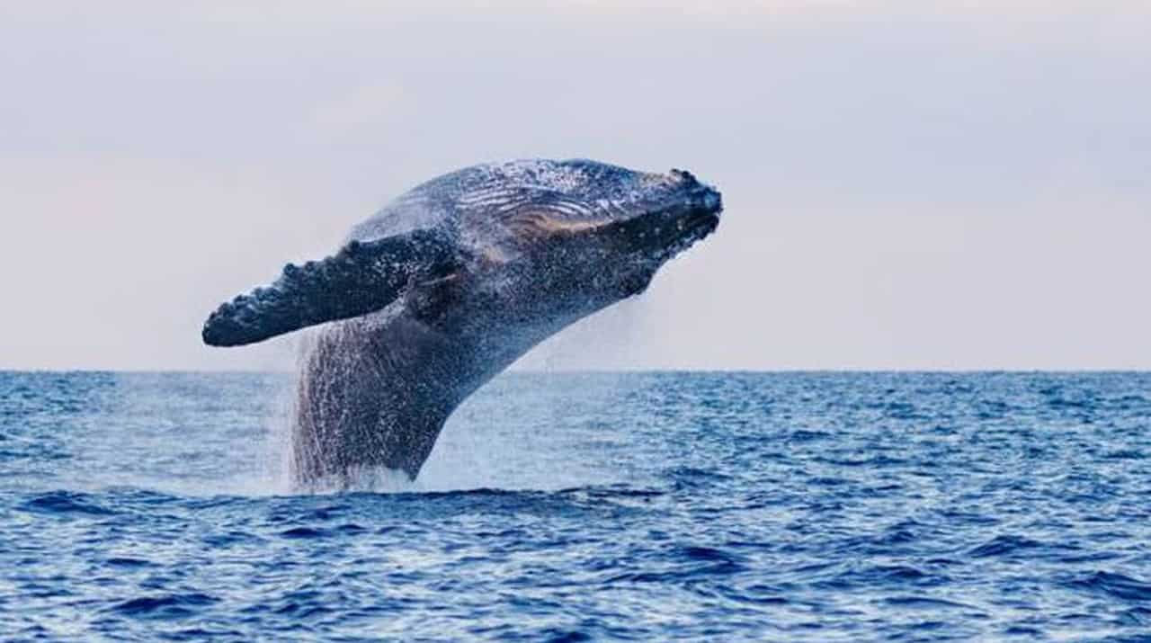 La maestosità di una balenottera azzurra