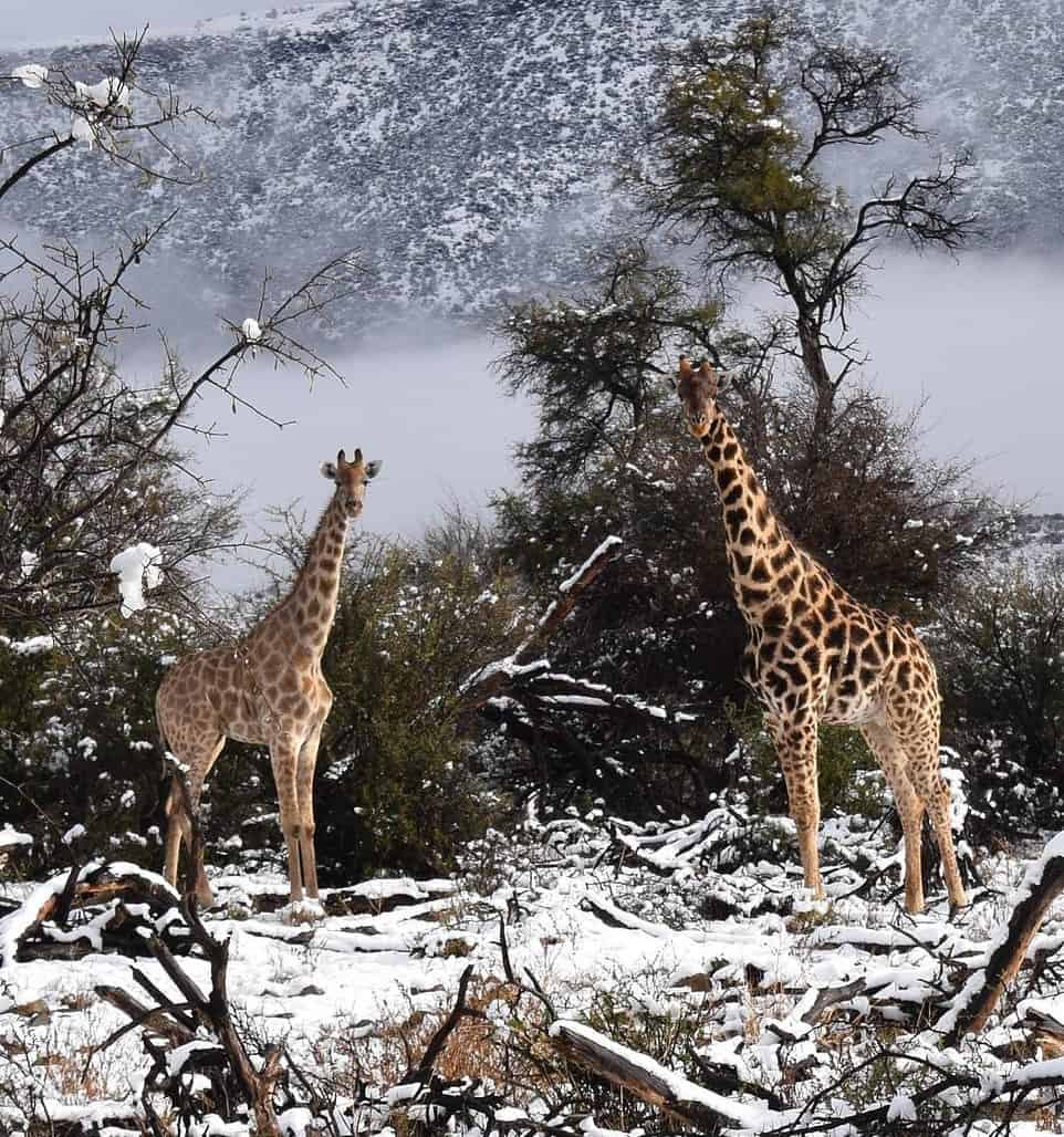 Sudafrica, meteo avverso. Gli scorsi giorni la neve caduta sugli altipiani