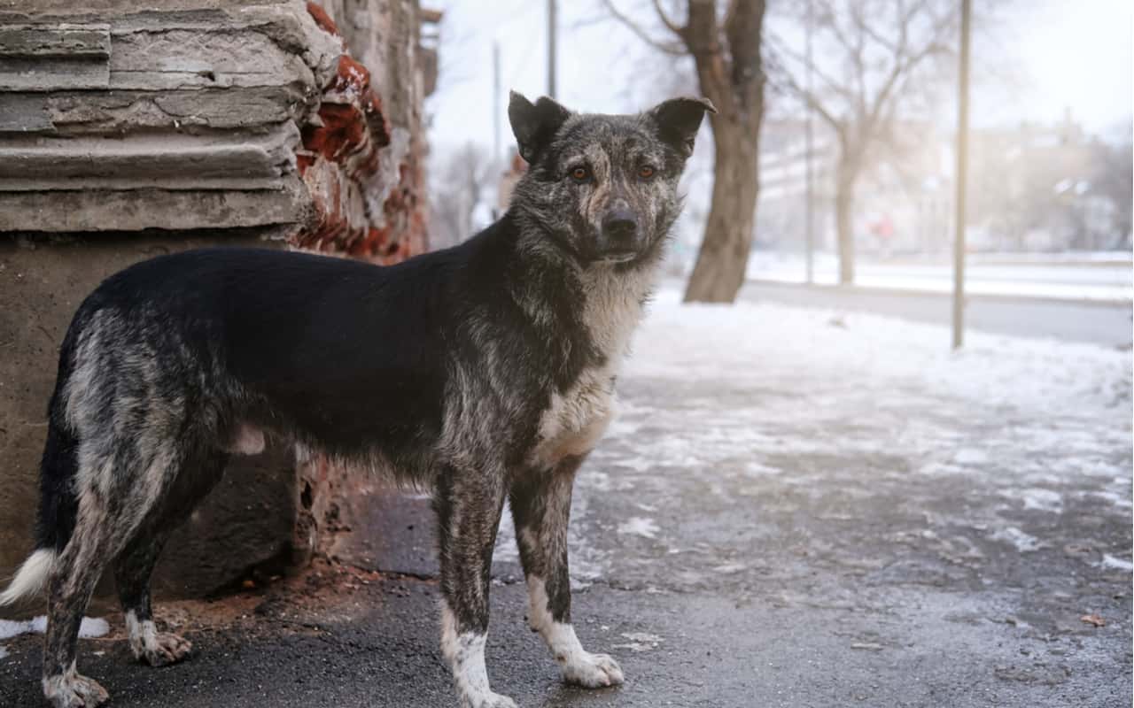 La strana storia dei cani abbandonati di Chernobyl
