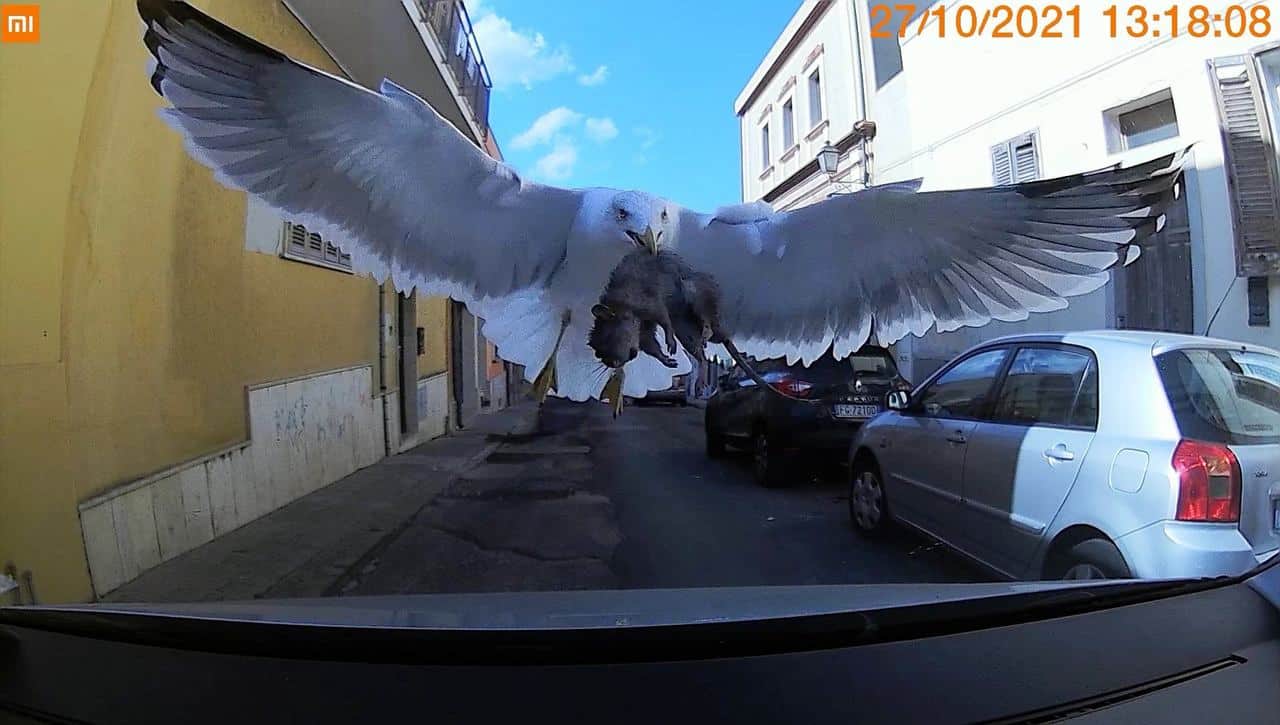 Gabbiano rischia di schiantarsi su un’auto con il topo