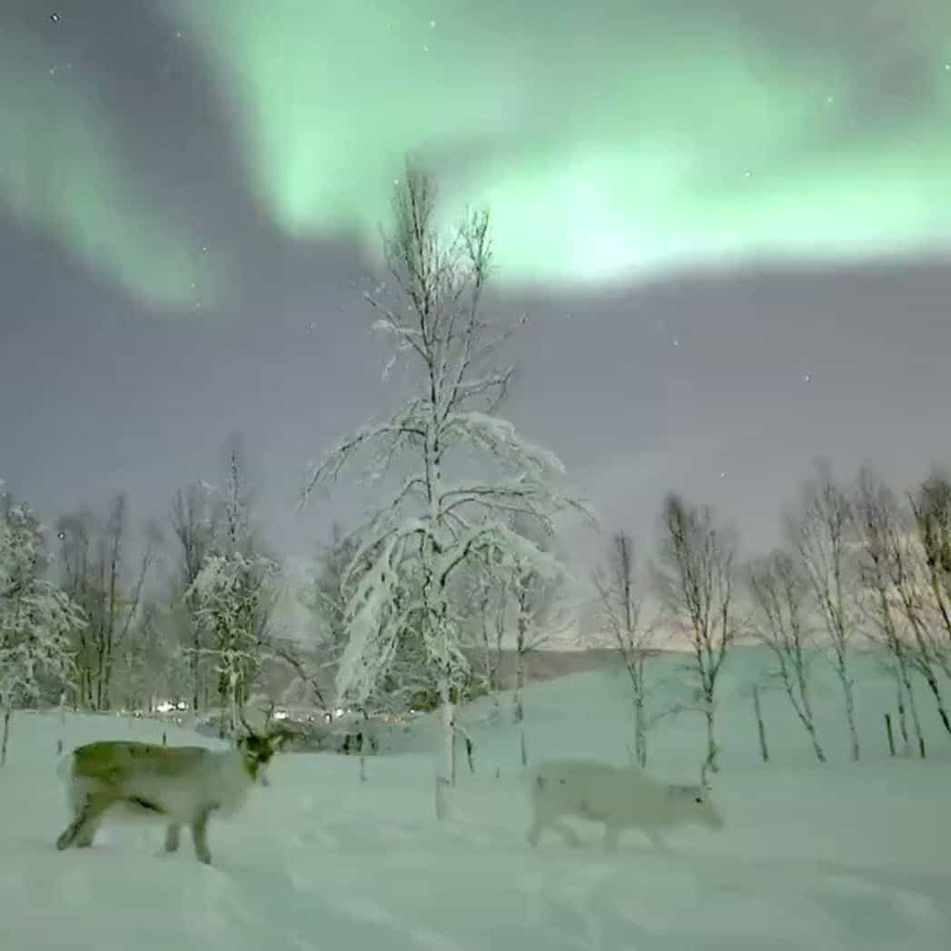 Straordinario video: Aurora Boreale in Lapponia. Meteo gelido a quasi 40 sottozero