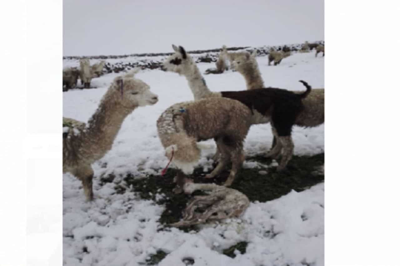 peru alpaca