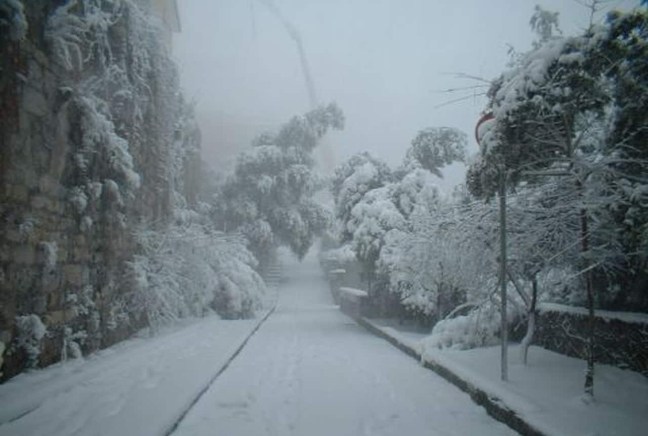 Alberi piegati dal peso della neve