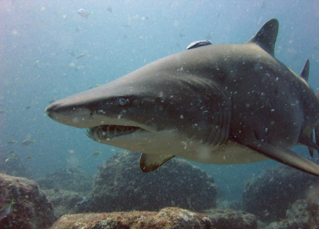 Carcharias taurus