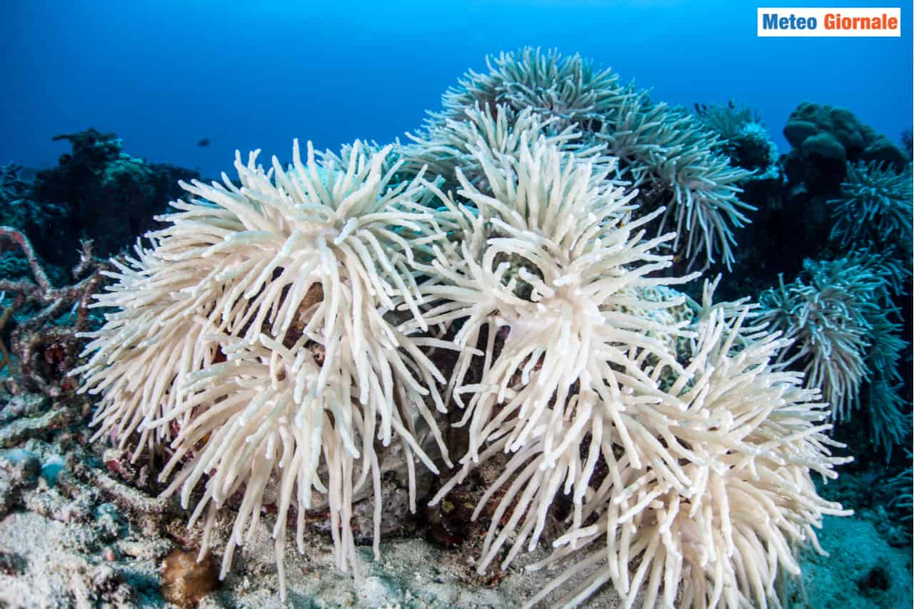Grande Barriera Corallina: ennesimo sbiancamento, è allarme